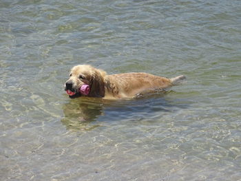 High angle view of golden retriever swimming in water