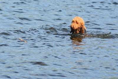 Dog swimming in sea