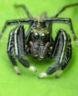 Close-up of spider