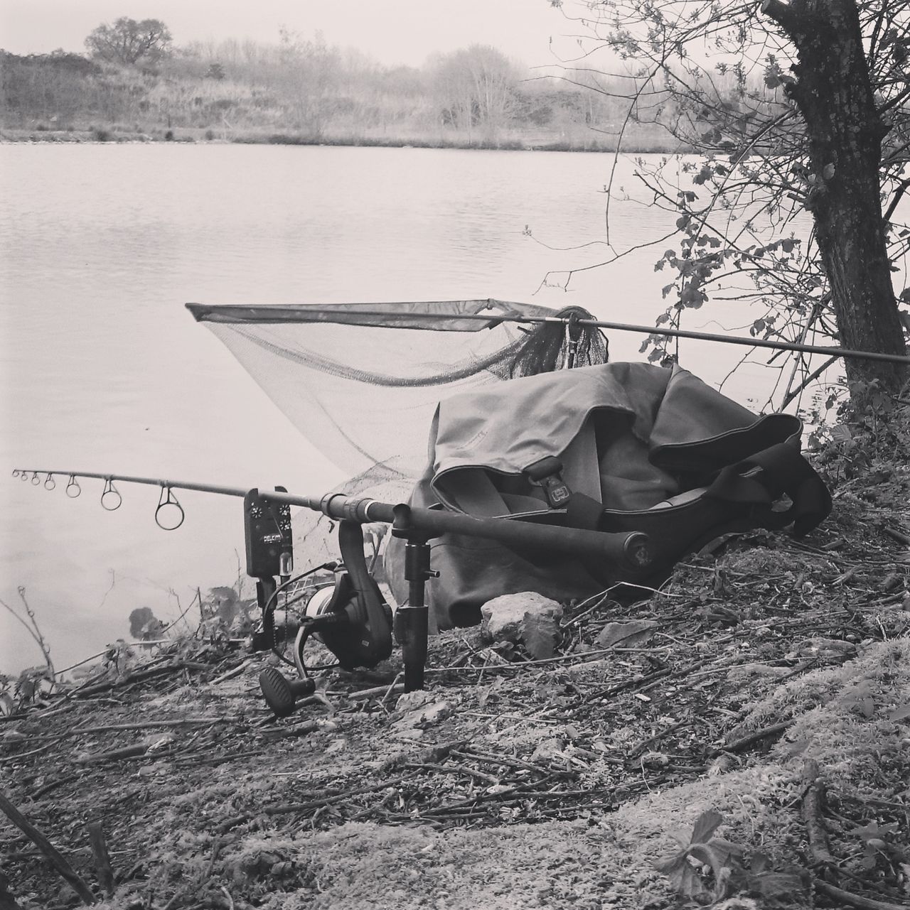 Carpy view of a Shrew