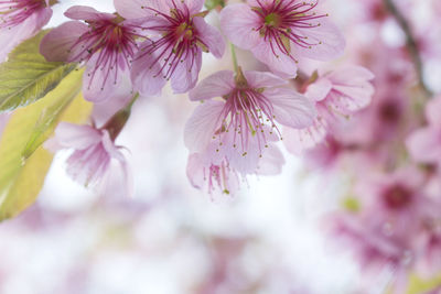 Close-up of cherry blossoms