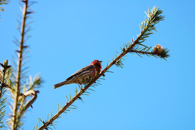 Low angle view of bird perching on branch against sky