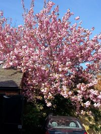 Low angle view of pink flowers