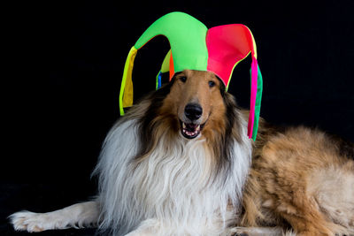 animal themes