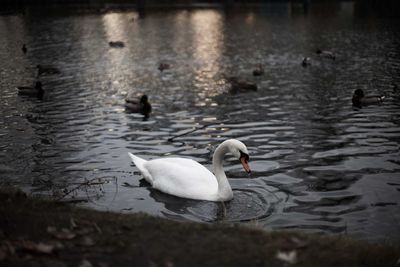 Swans swimming in lake