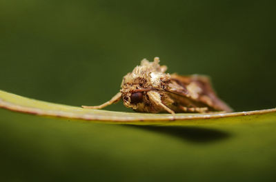 Close-up of spider