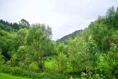 Scenic view of forest against sky