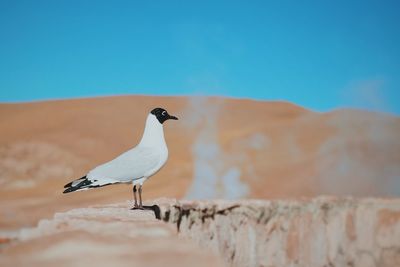 Close-up of bird perching on rock