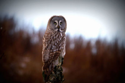 Great grey owl västerbotten,sweden