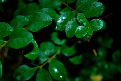 Close-up of wet plant leaves during rainy season