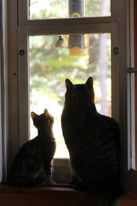 Cat sitting on window sill