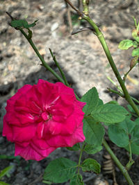 Close-up of pink flowering plant