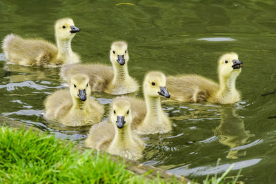 Swans and ducks swimming in lake