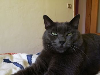 Close-up portrait of a cat at home