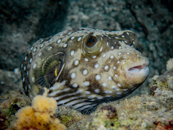 Close-up of fish swimming in sea