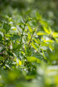 Close-up of fresh green leaves