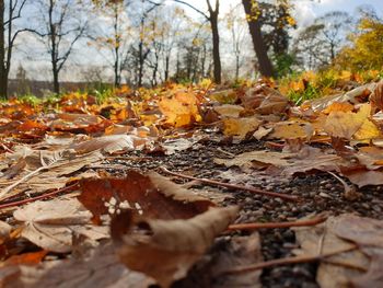 Close-up of autumn leaves on field