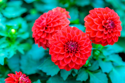 Close-up of red dahlia flowers in park
