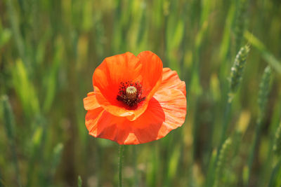 Close-up of orange poppy