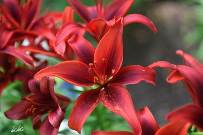 Close-up of day lily blooming outdoors