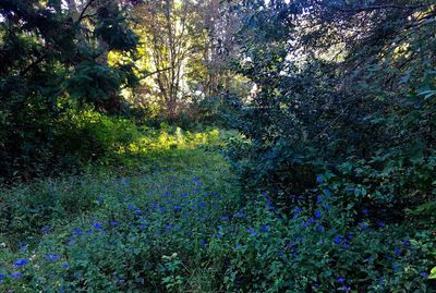 View of flower trees in forest