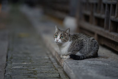 Cat sitting on footpath