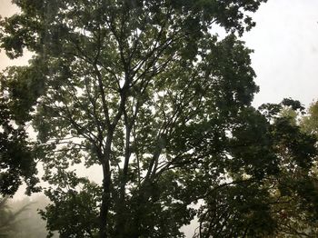 Low angle view of trees against sky