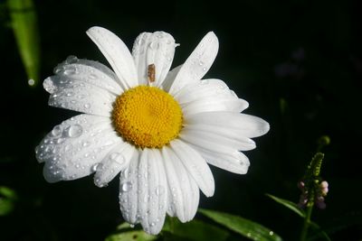 Close-up of yellow flower blooming in park