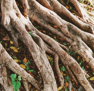 Full frame shot of tree trunk