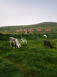 Reindeer grazing on campsite