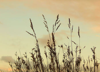 Close-up of stalks against sky during sunset
