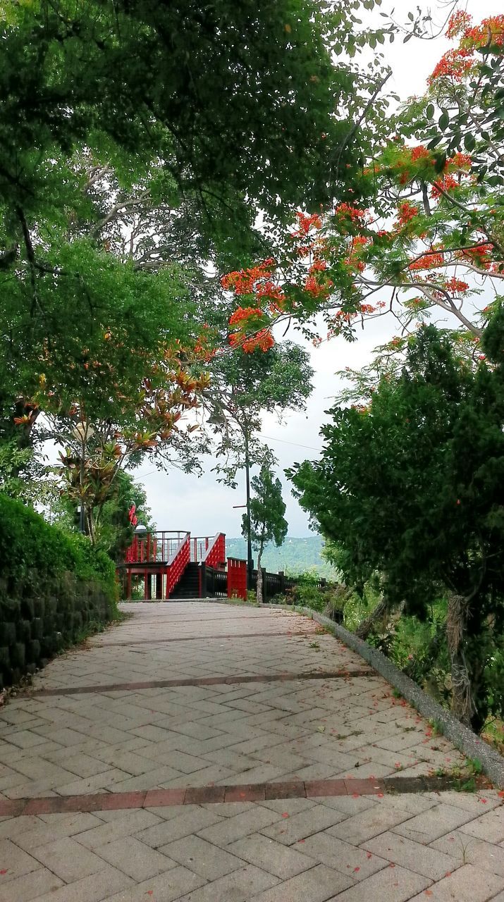 tree, built structure, architecture, building exterior, growth, steps, the way forward, house, footpath, day, walkway, outdoors, nature, park - man made space, low angle view, sunlight, plant, branch, red, no people