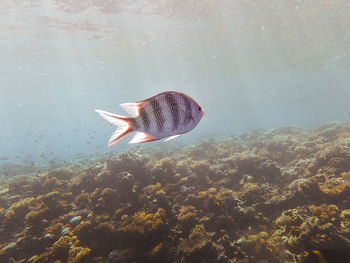 Fish swimming in sea