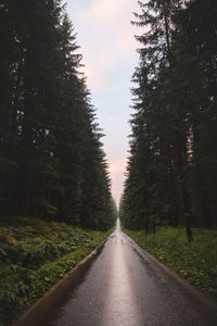 Asphalt road under rainy weather at sunset in the middle of a pristine forest