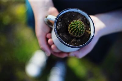 Low section of person holding cactus in mug