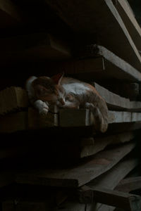 Cat sleeping on steps