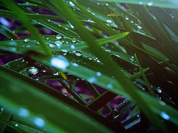 Close-up of plant