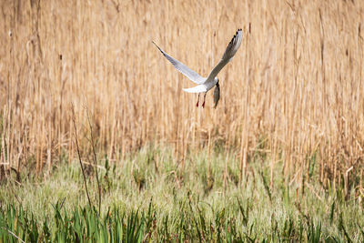 Bird flying in a field