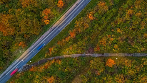 High angle view of road amidst trees during autumn