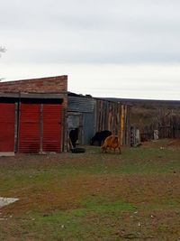 View of a horse in a field