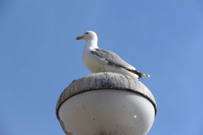 Seagull in sassnitz 