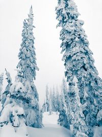 Snow covered trees against clear sky