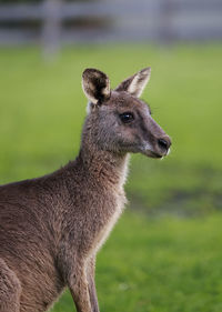 Lovely kangaroo , australia