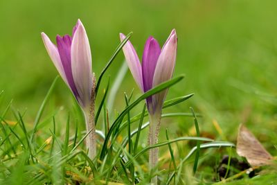 Close-up of pink flowers blooming in field