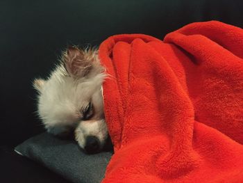 High angle view of dog sleeping with blanket on bed