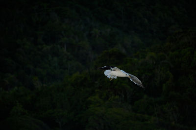 Bird flying over a tree