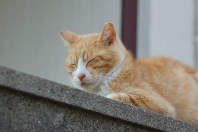 Close-up of cat