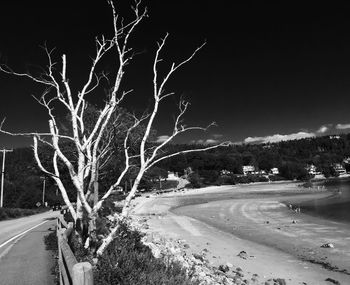 Road by bare tree against sky at night