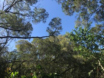 Low angle view of trees against sky