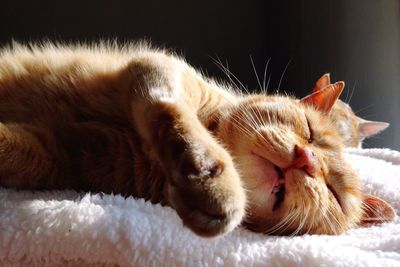 Close-up of cat sleeping